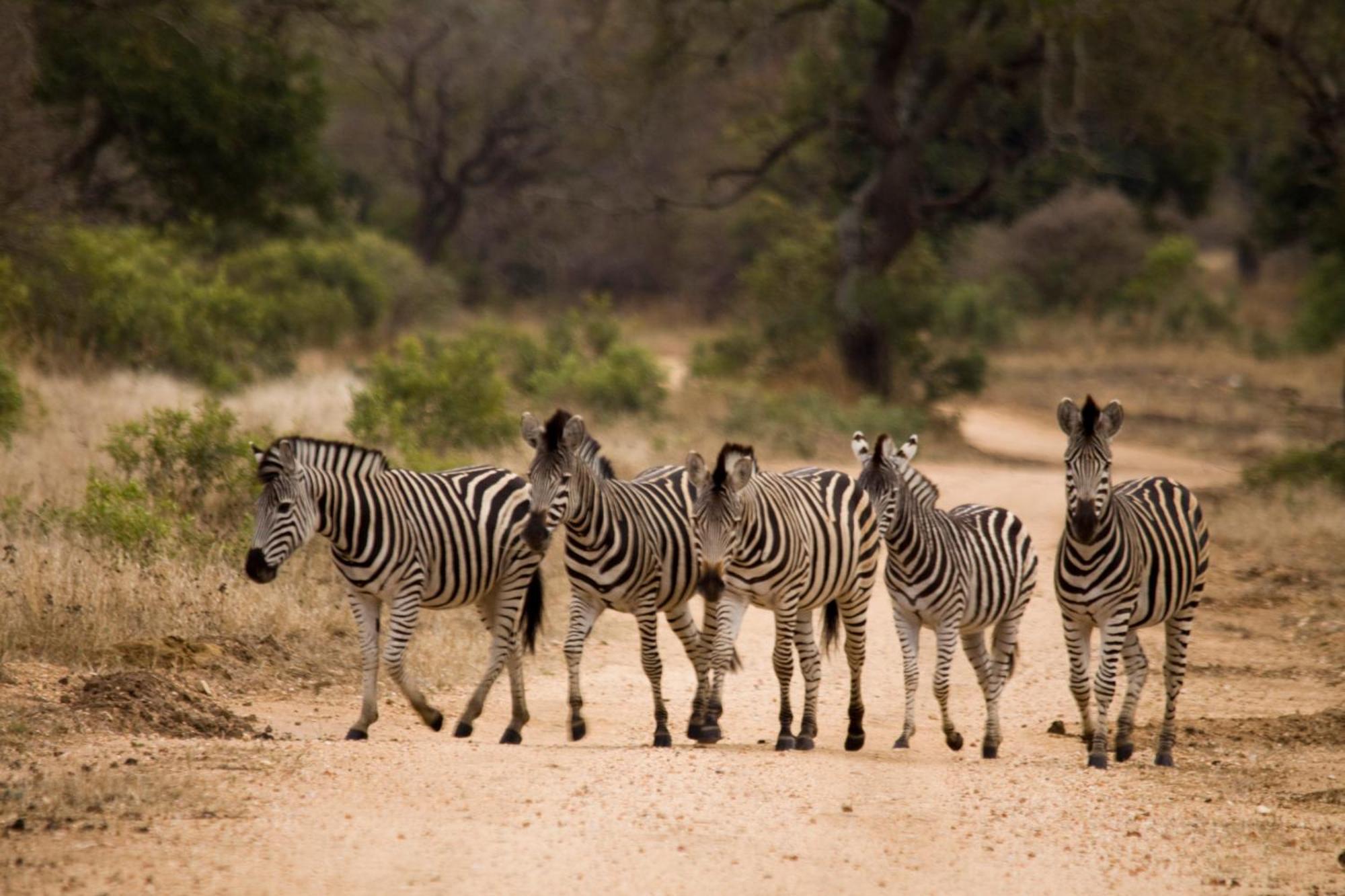 Vuyani Safari Lodge Hoedspruit Exteriör bild