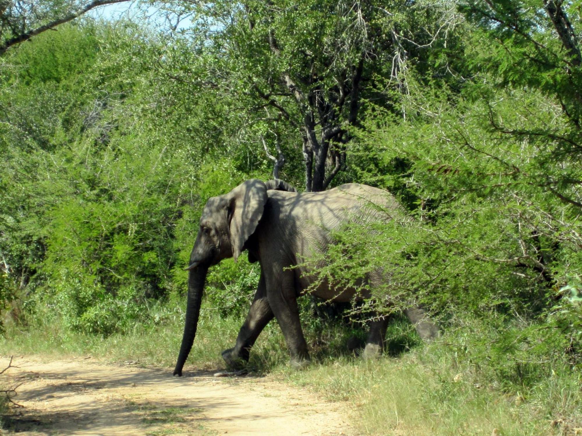 Vuyani Safari Lodge Hoedspruit Exteriör bild