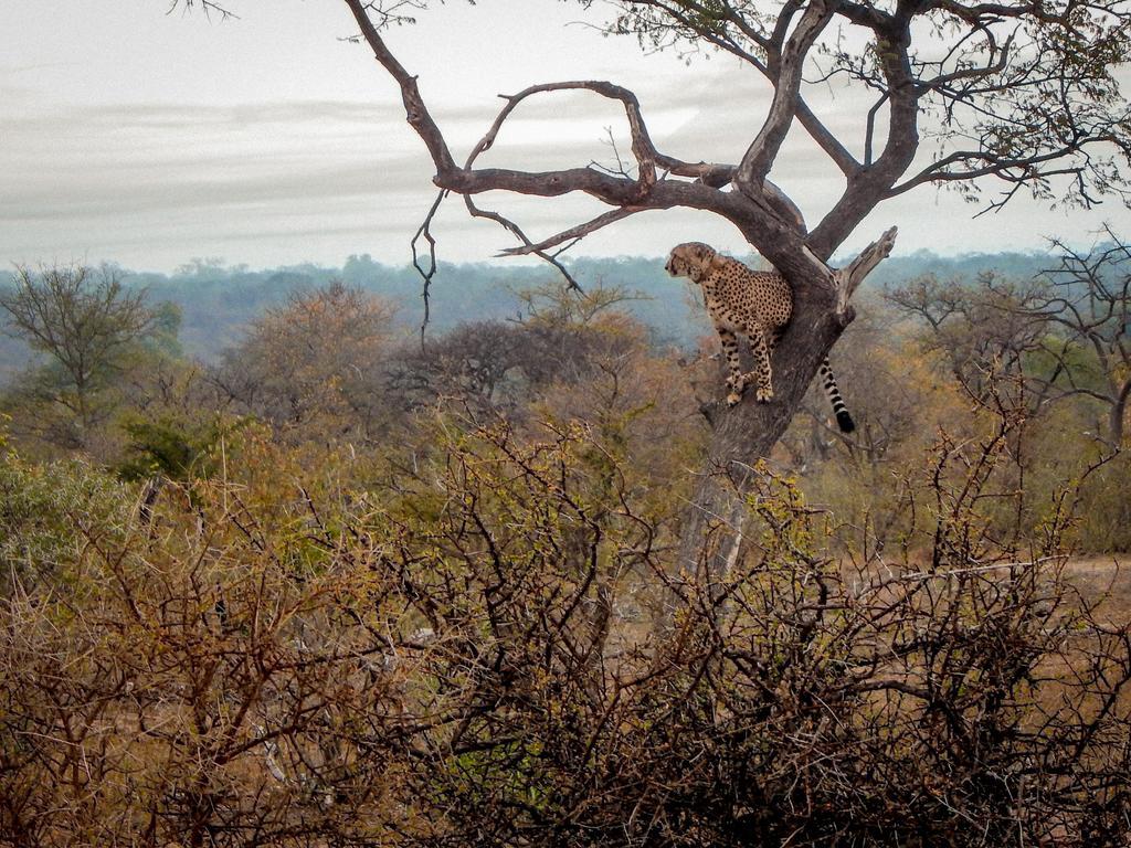 Vuyani Safari Lodge Hoedspruit Exteriör bild