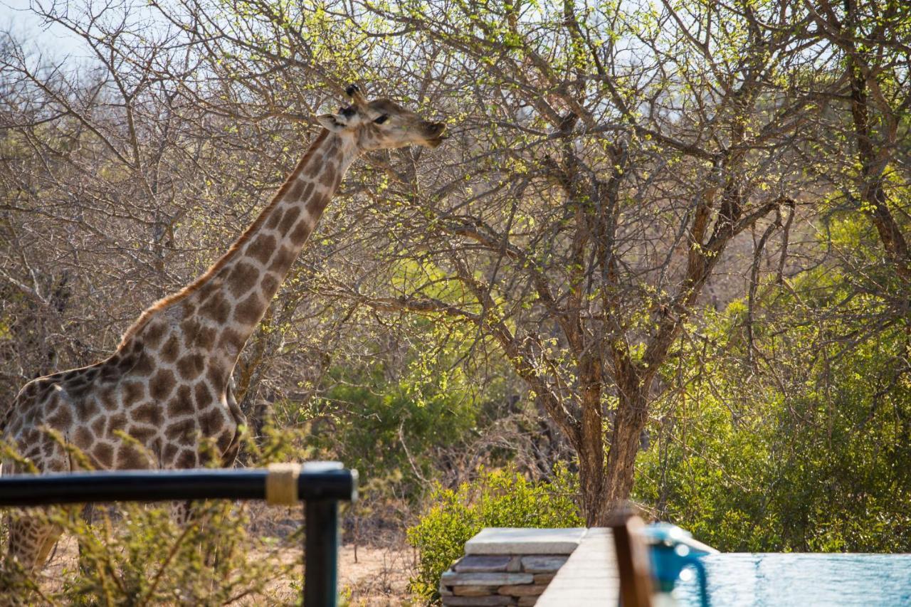 Vuyani Safari Lodge Hoedspruit Exteriör bild